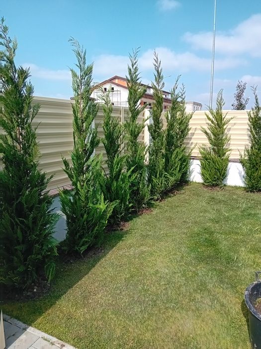 Pepinieră chiparos cupresus leylandi