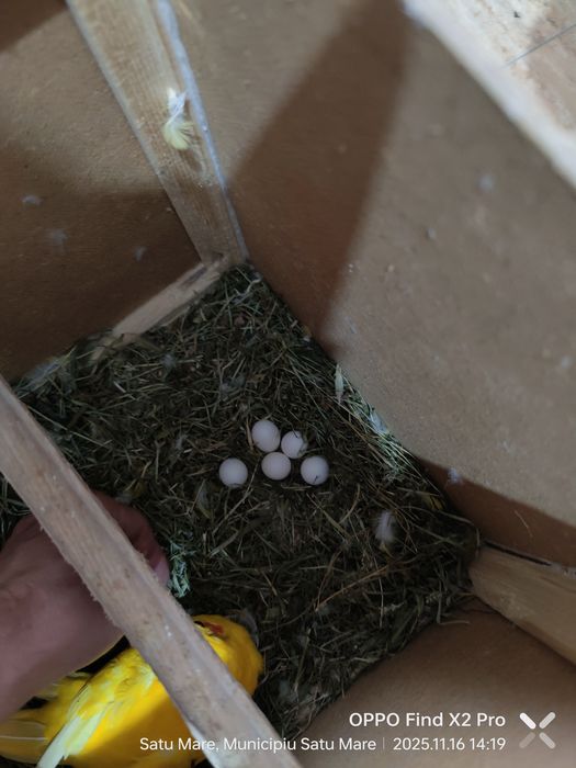 Pereche Kakariki pe oua cu colivie, cuib, accesorii, hrana