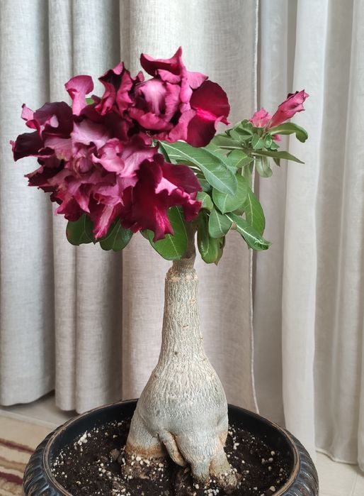 Адениум сортовой