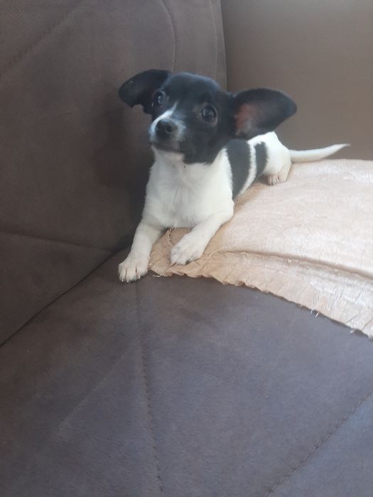 Чихуахуа момиченце