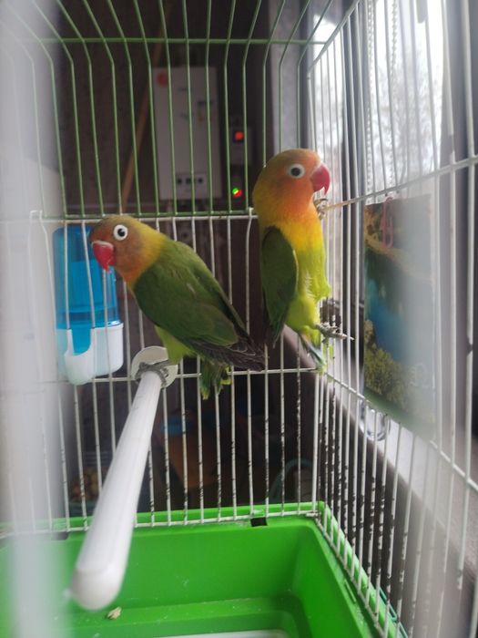 Попугай неразлучник.