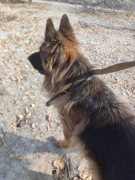 Сабака апчарка неметиски