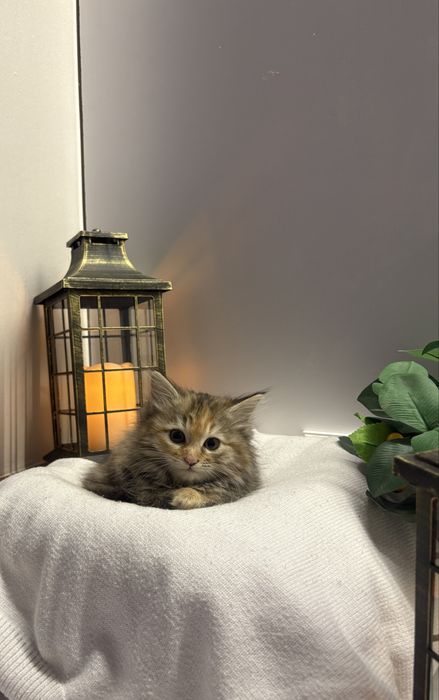 Отдаем котят в хорошие и добрые руки