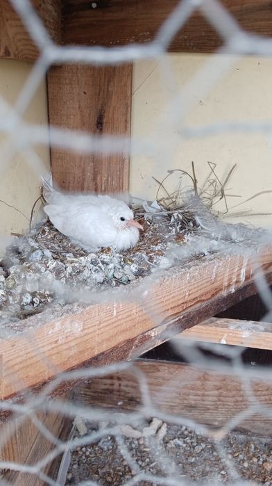 Продавам гугутки