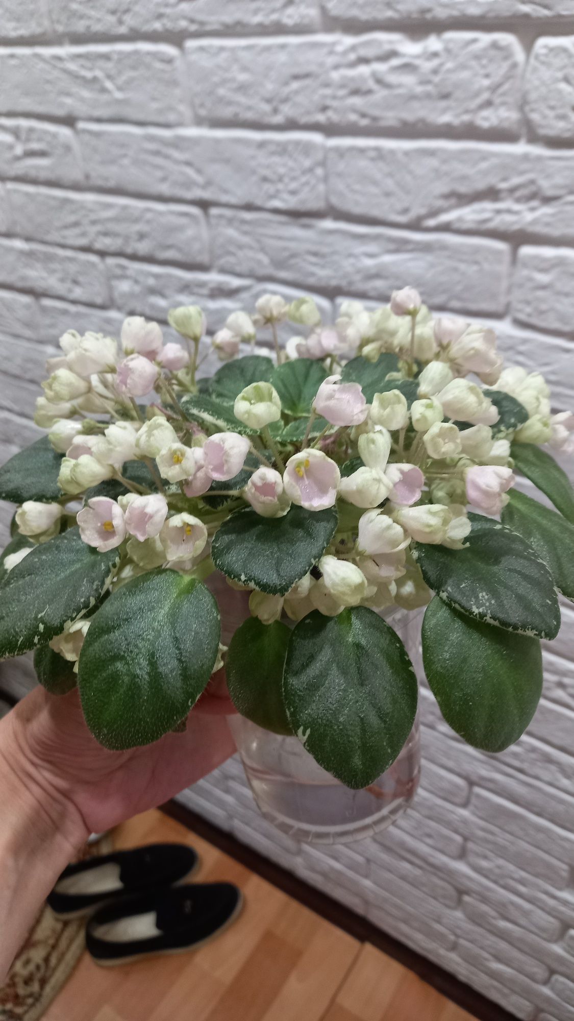 Фиалка сорт Н-Подснежник