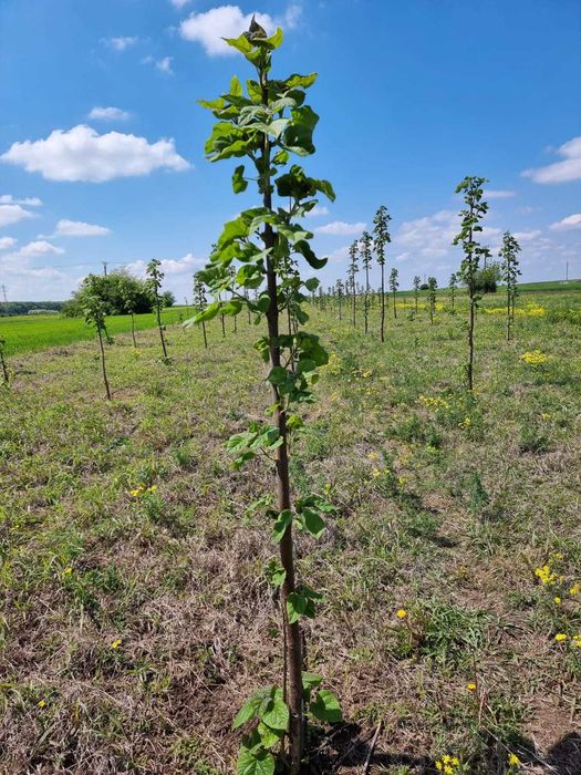 Paulownia Tomentosa Arbori Ornamentali ,Copaci cu inaltime 2 m + 6 m