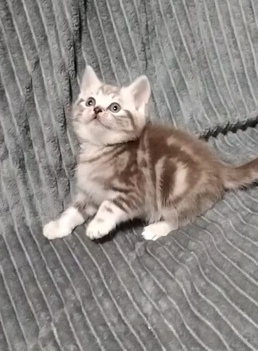 Мальчик. Скоттиш страйт.