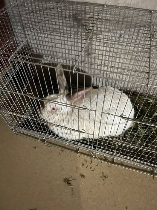 Kaliforniya sames quyon sotiladi