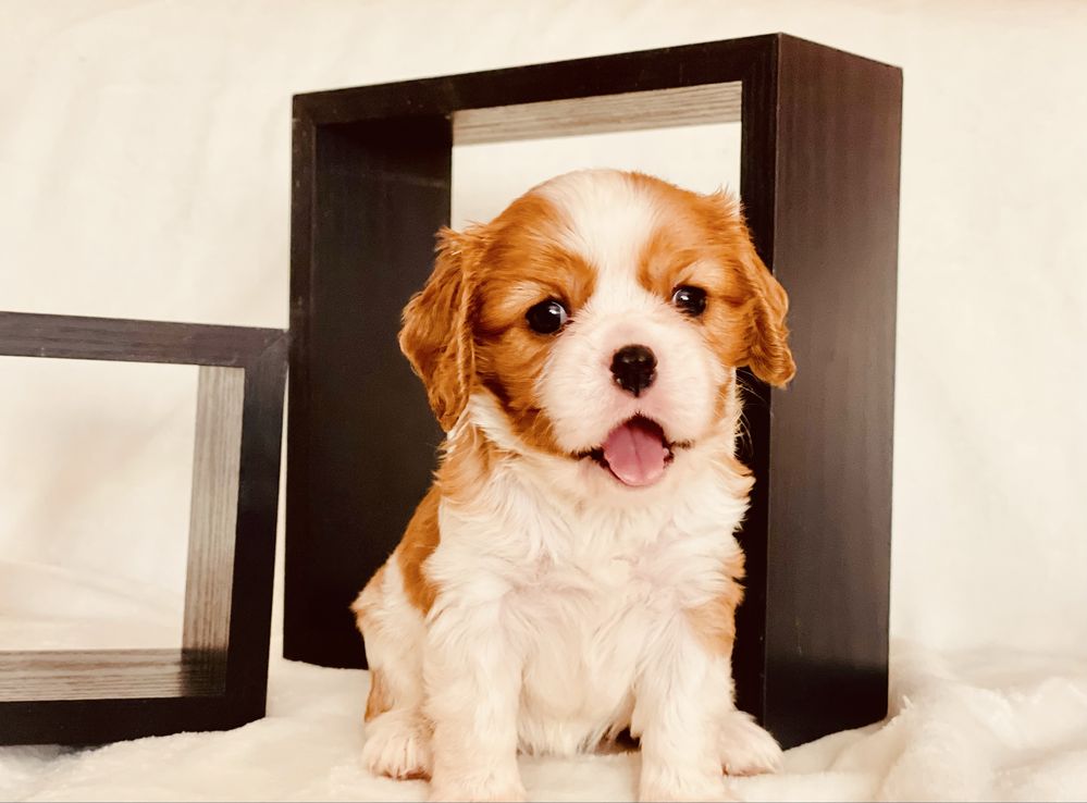 Catel Cavalier King Charles Spaniel
