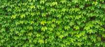 PRODUCATOR Iedera, Edera,Trompeta ingerilor,plante agatatoare gradina