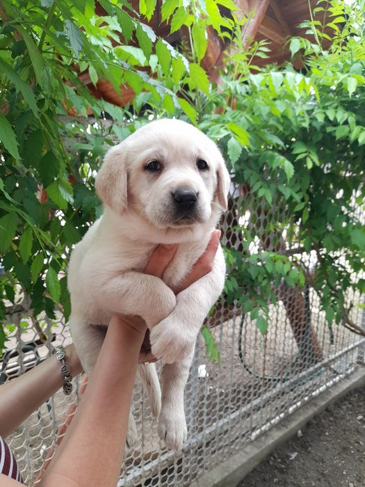 Donez Labrador Auriu