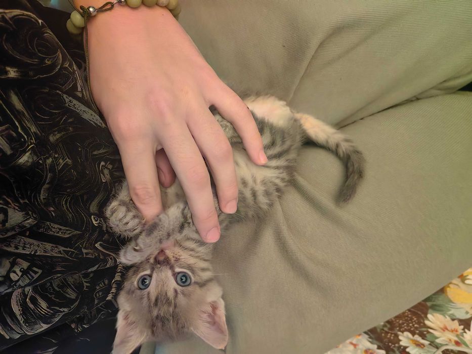 Биба и Боба в добрые руки (котята)