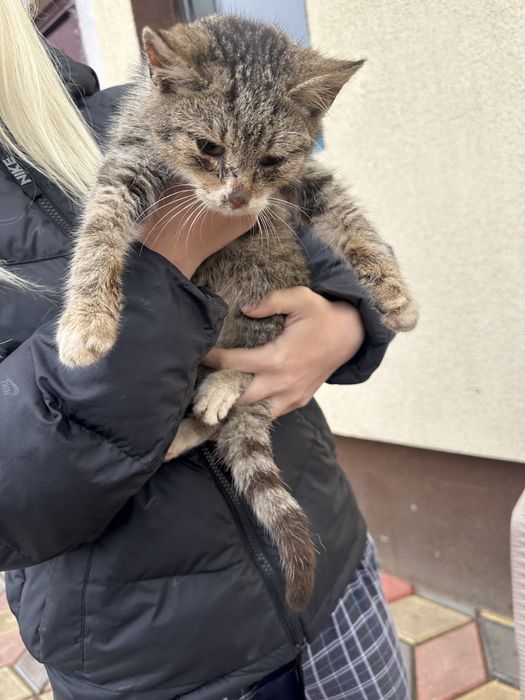 Ofer spre adopție o pisicuță găsită pe câmp