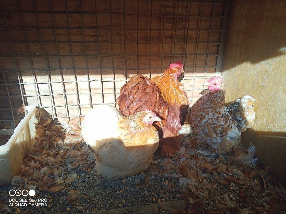 Cochinchina pitic și chabo