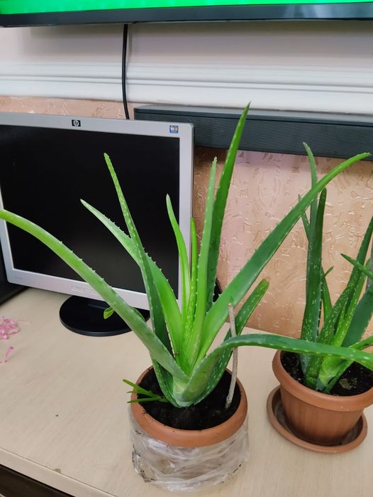 Продажа лечебного растения Алоэ