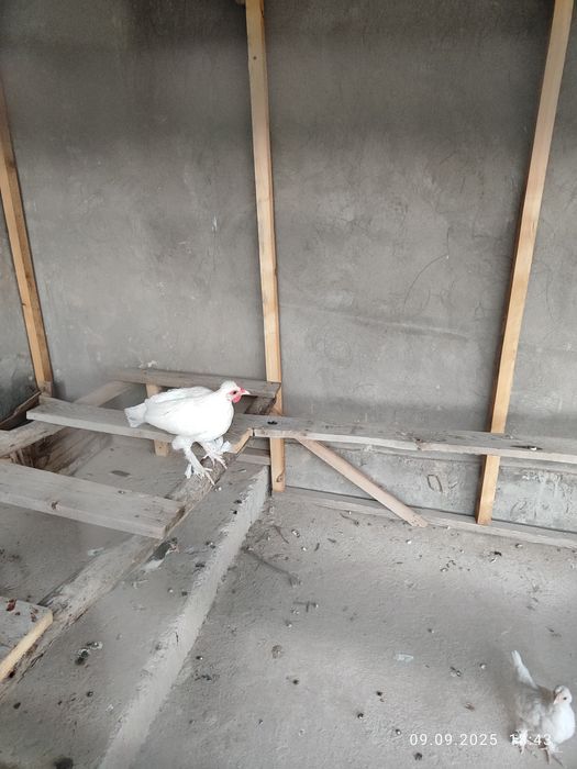 Япон товук хурозлар декларативный оегида патли чиройли пародалиси