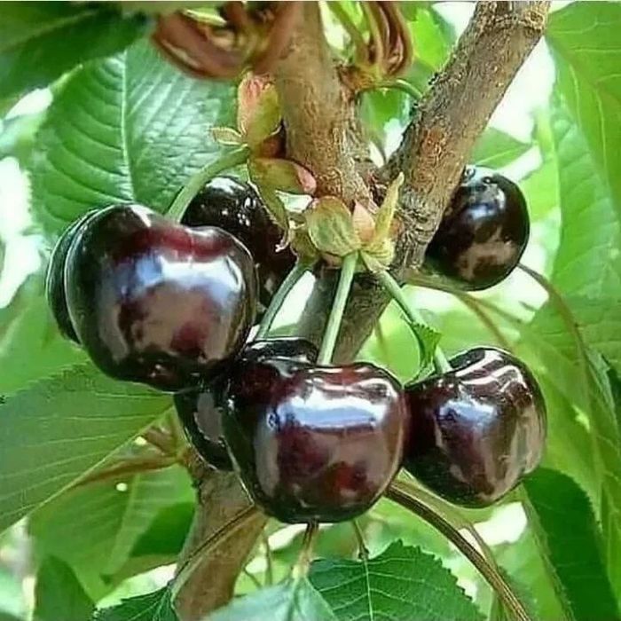 Mevaliy koʻchatlar ishonchliy