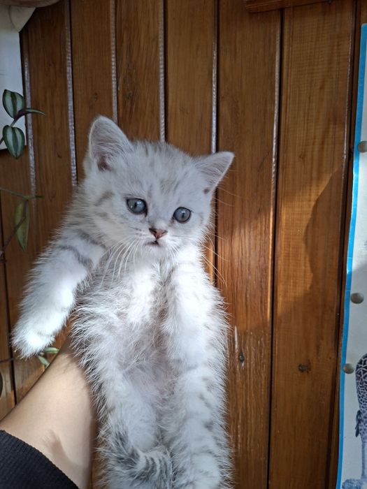 Серебристый шиншилл