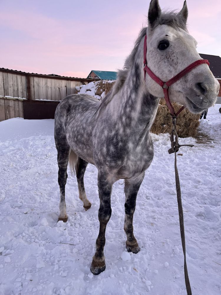 Продам жеребца жеребец