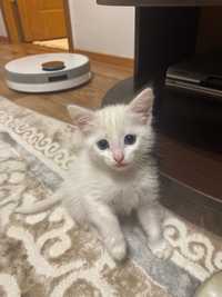 Продам котёнка белая красивая