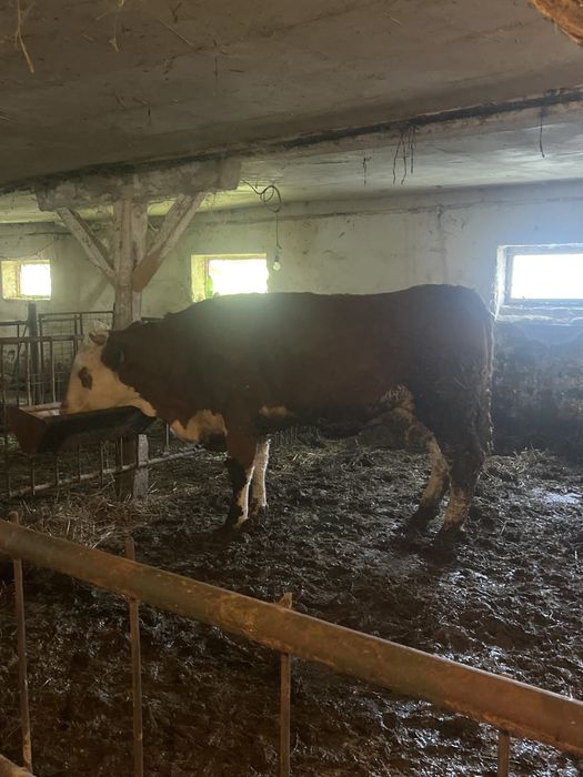 Vaci tinere  de vanzare