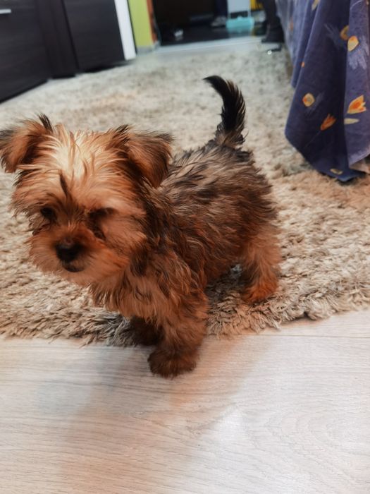 Yorkshire Terrier  mini, 3 luni