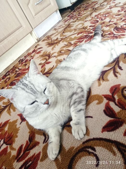 Кот британец прямоухий вязка