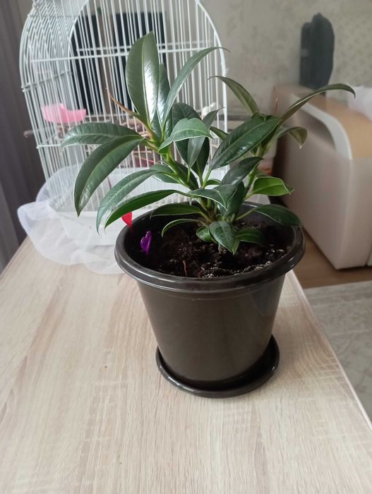 Фикус (семейный)