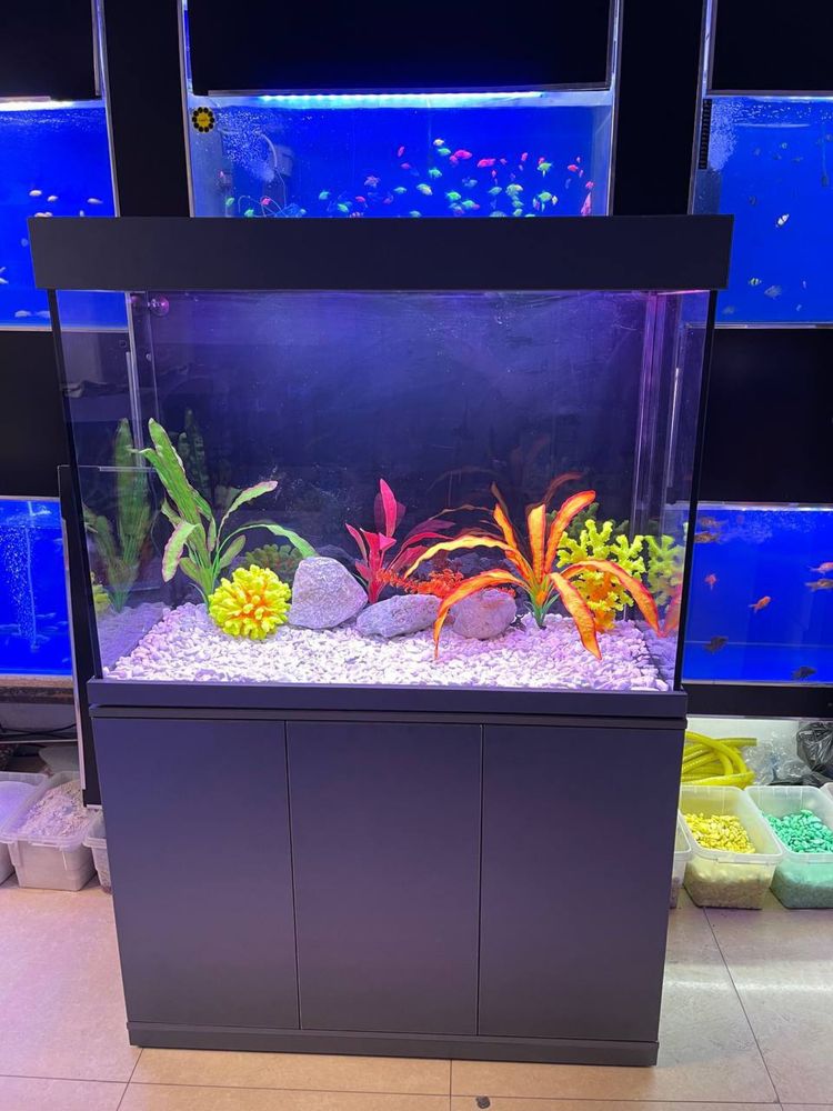 Akvarium zakas asosida tayyorlab beramiza
