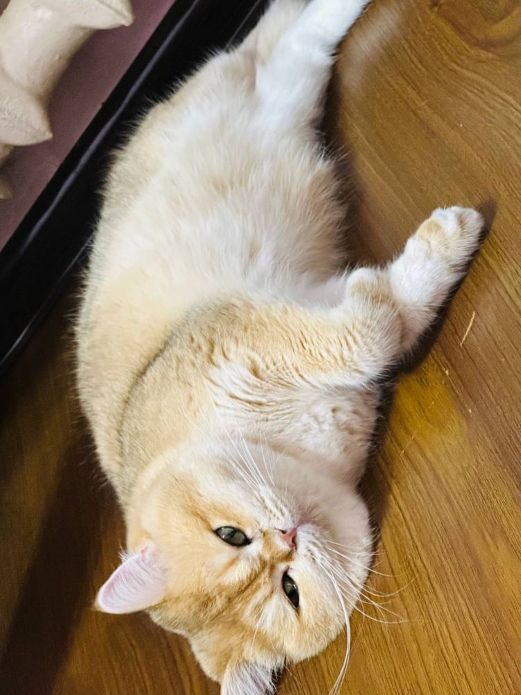Кот на  вязку привазной кот  на вязку