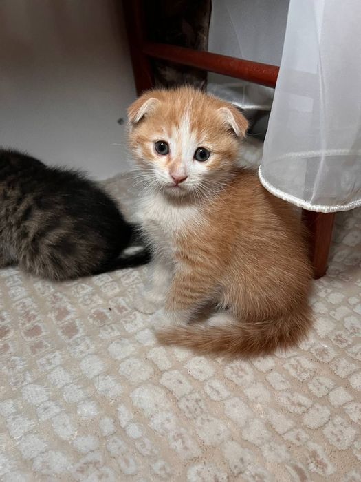 Продаются Вислоухие котята