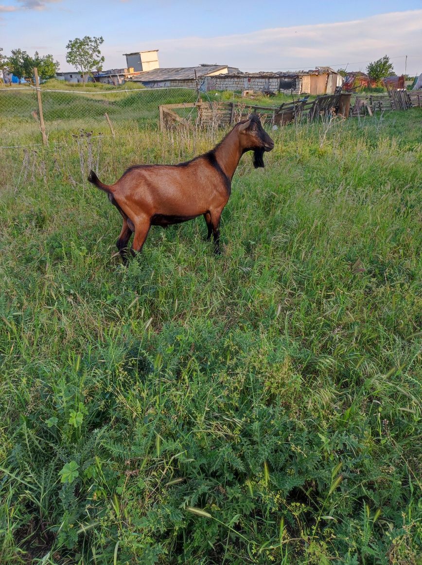 Vând tap rasa alpina franceza.