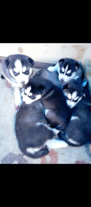 Huscki ochii albastri