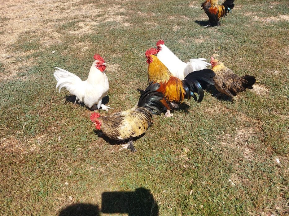 Cocoși pitici de vânzare