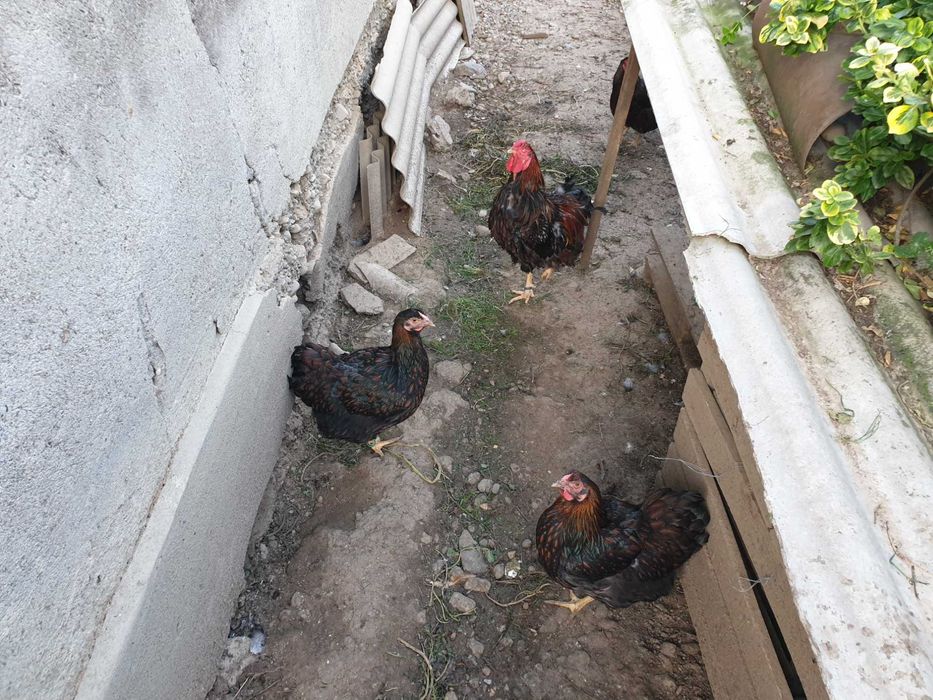 Gaini si cocoși rasă wyandotte rosu negru