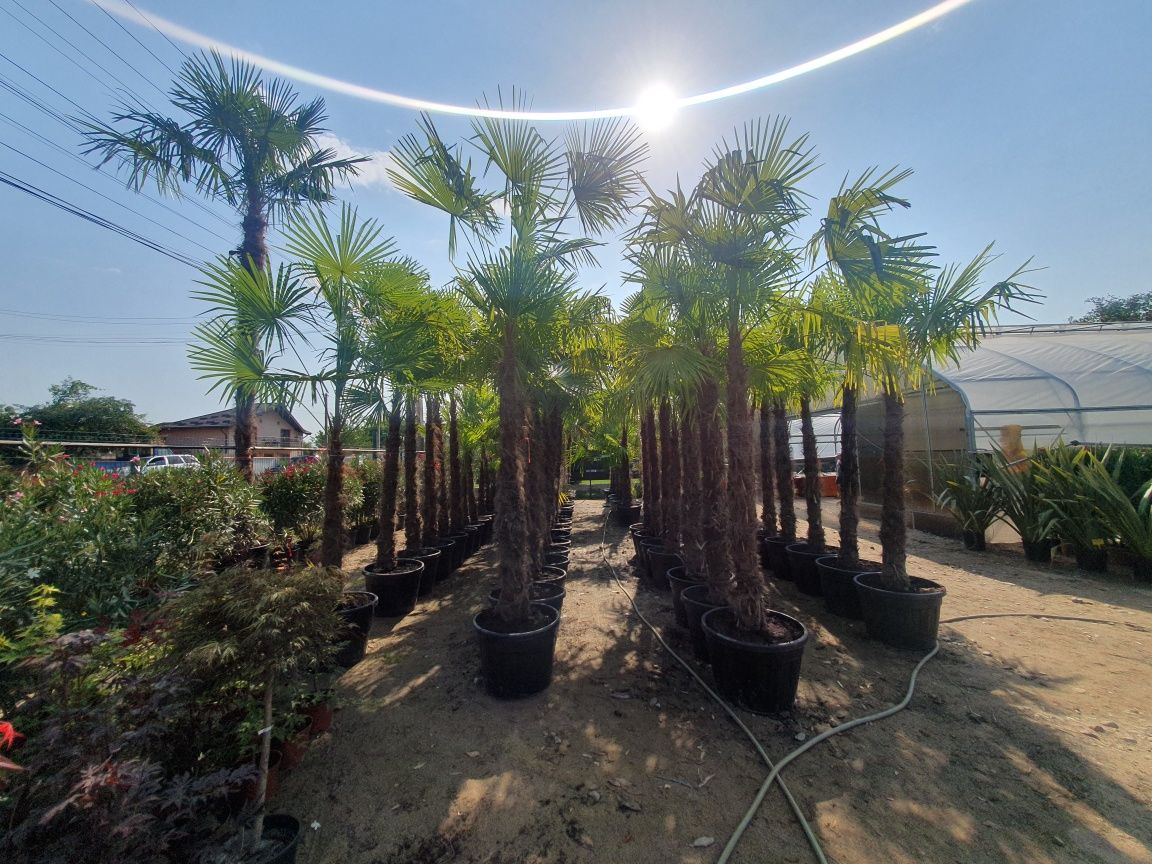 Palmieri Trachycarpus Fortunei rezista pana la - 18° C