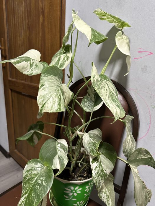 Комнатные цветы домашние