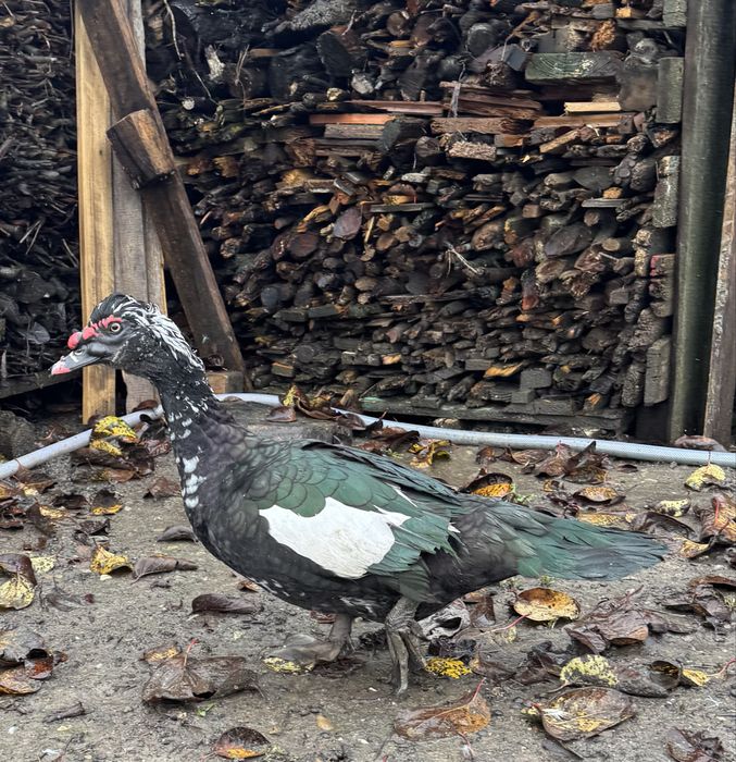 Vând/ schimb rățoi leșesc (masca neagră)