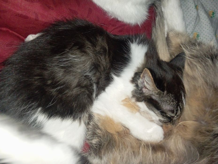 Mushuk sotilad 3oyli boldi