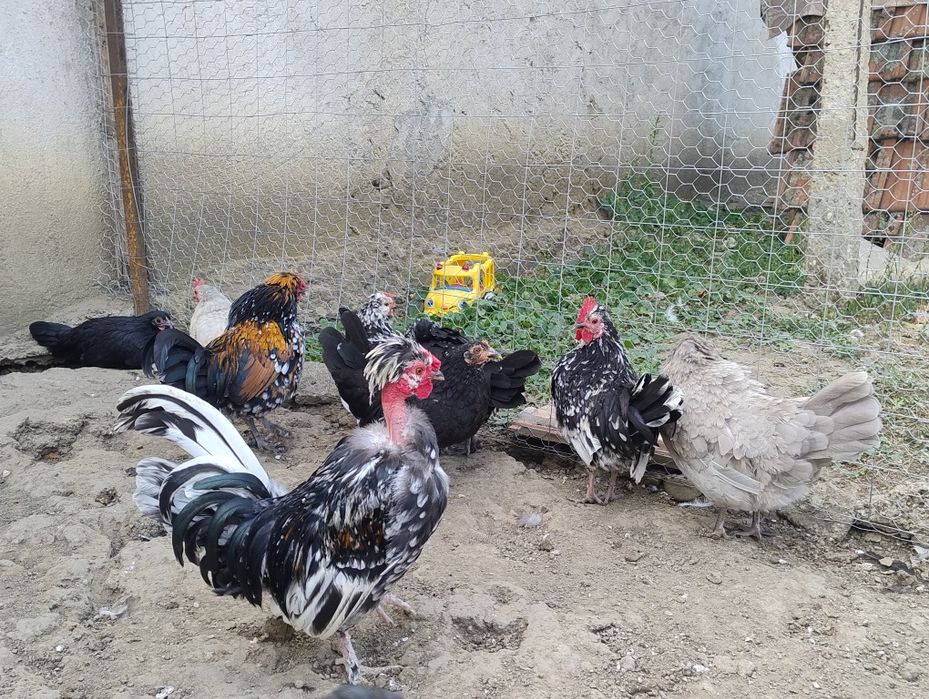 Găini pitice tinere