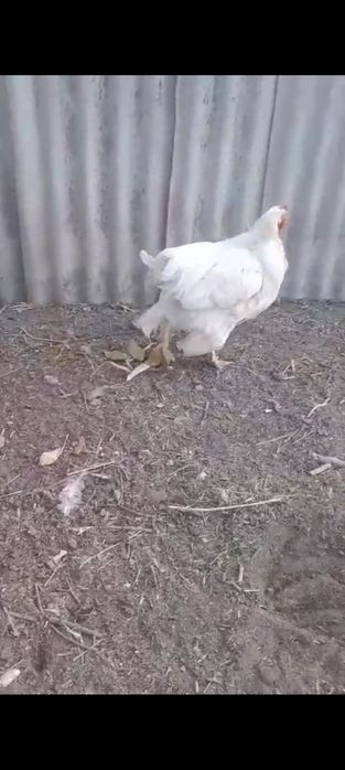 Срочно продам петуха