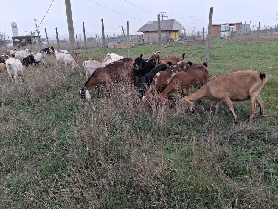 Vand capre Anglonubiene