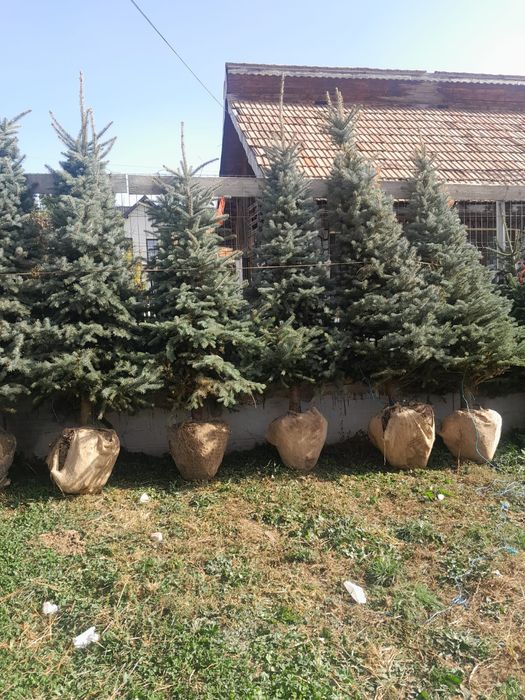 Vând brazi la ghiveci