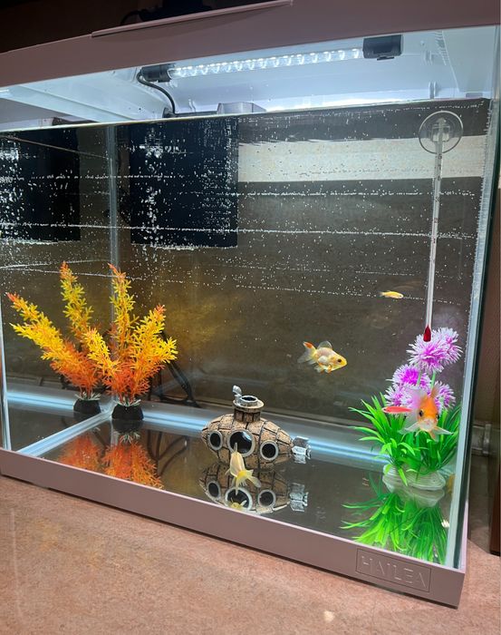 Аквариум с оборудване, златни рибки и декорации - Пълен комплект!