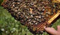 Vand  20 familii de albine puternice si sanatoase , stupi , Filiasi