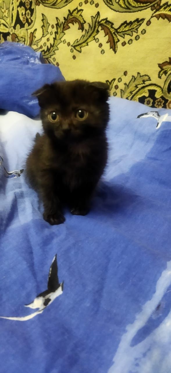 Отдать котёнка, девочка!