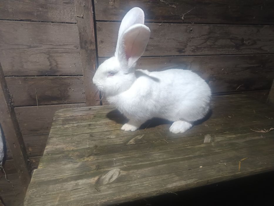 Femele urias german alb si urias de transilvania