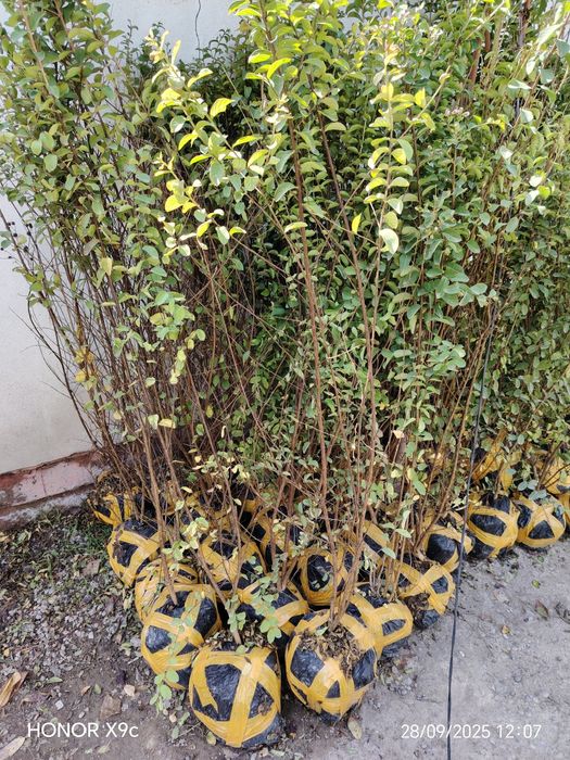 Яшил макон лойихаси учун дарахтлар бор.