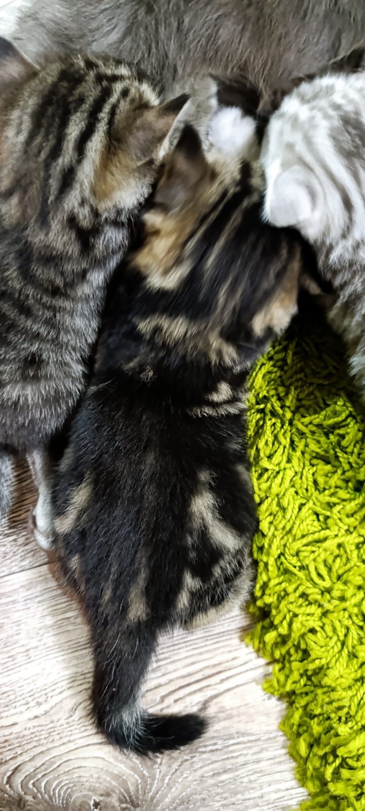 Готовы к продаже котята