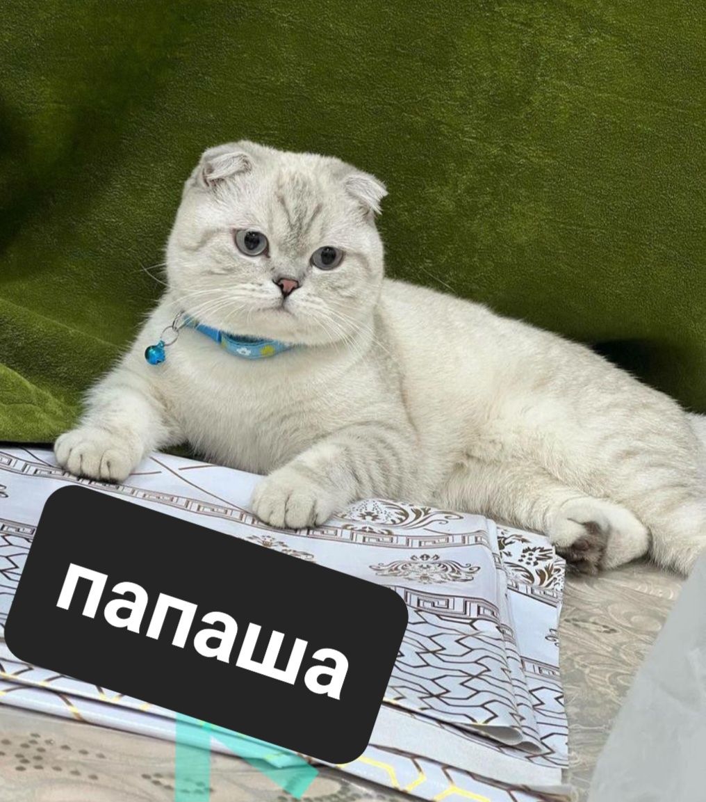 Скоттиш фолд и шиншиллы